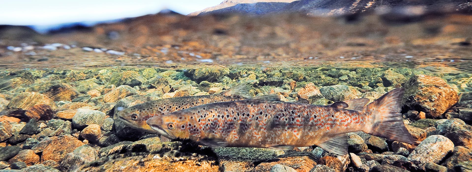 The Life of an Atlantic Salmon - Aigas Field Centre
