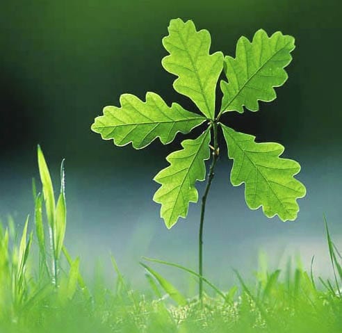 Sessile oak