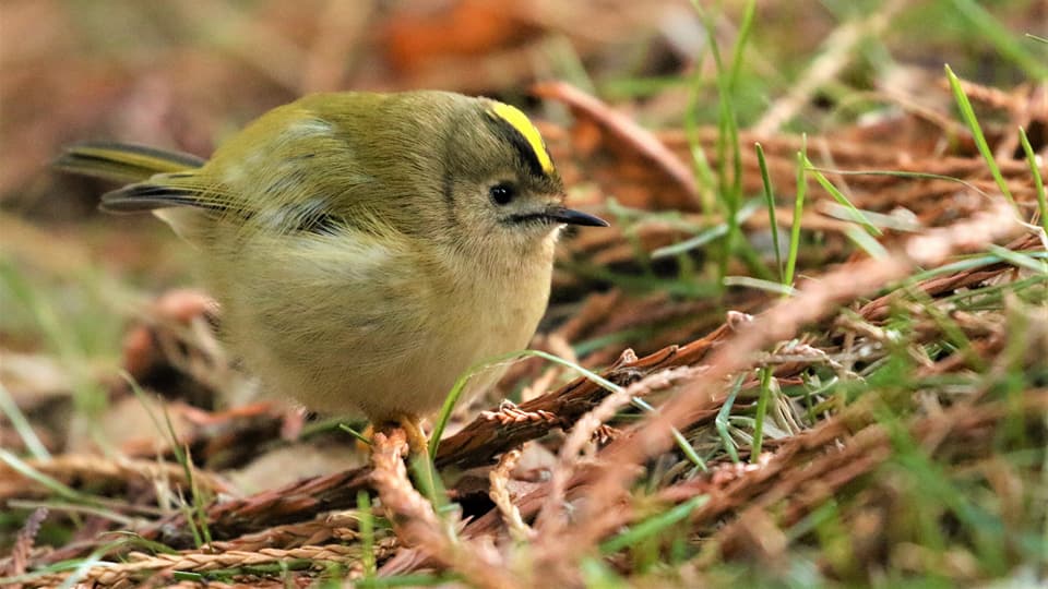 Goldcrest