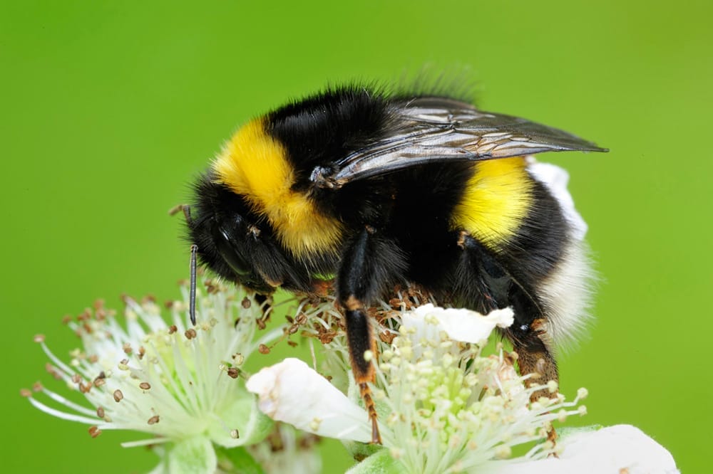 The Life of Bumblebees - Aigas Field Centre