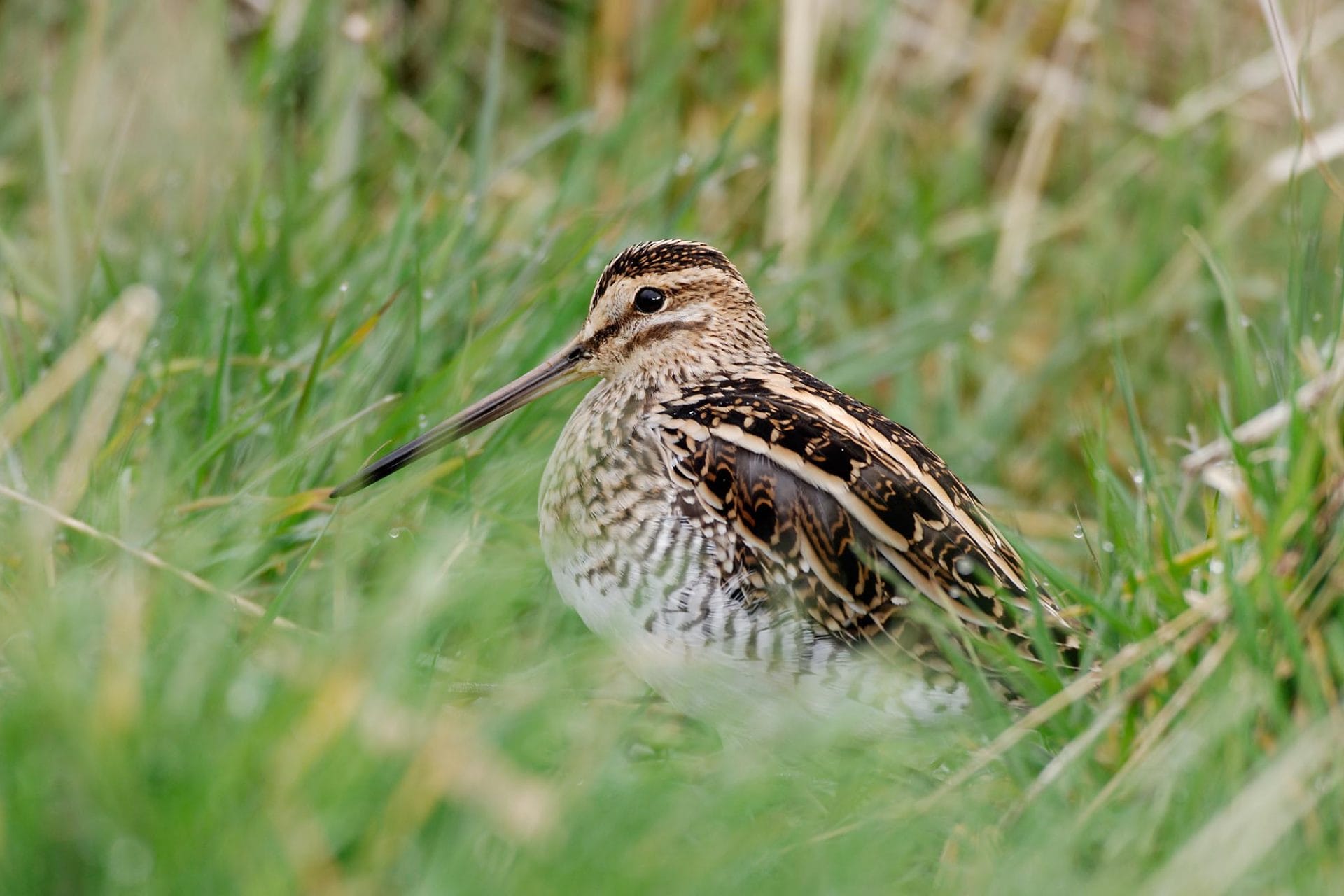 Common snipe