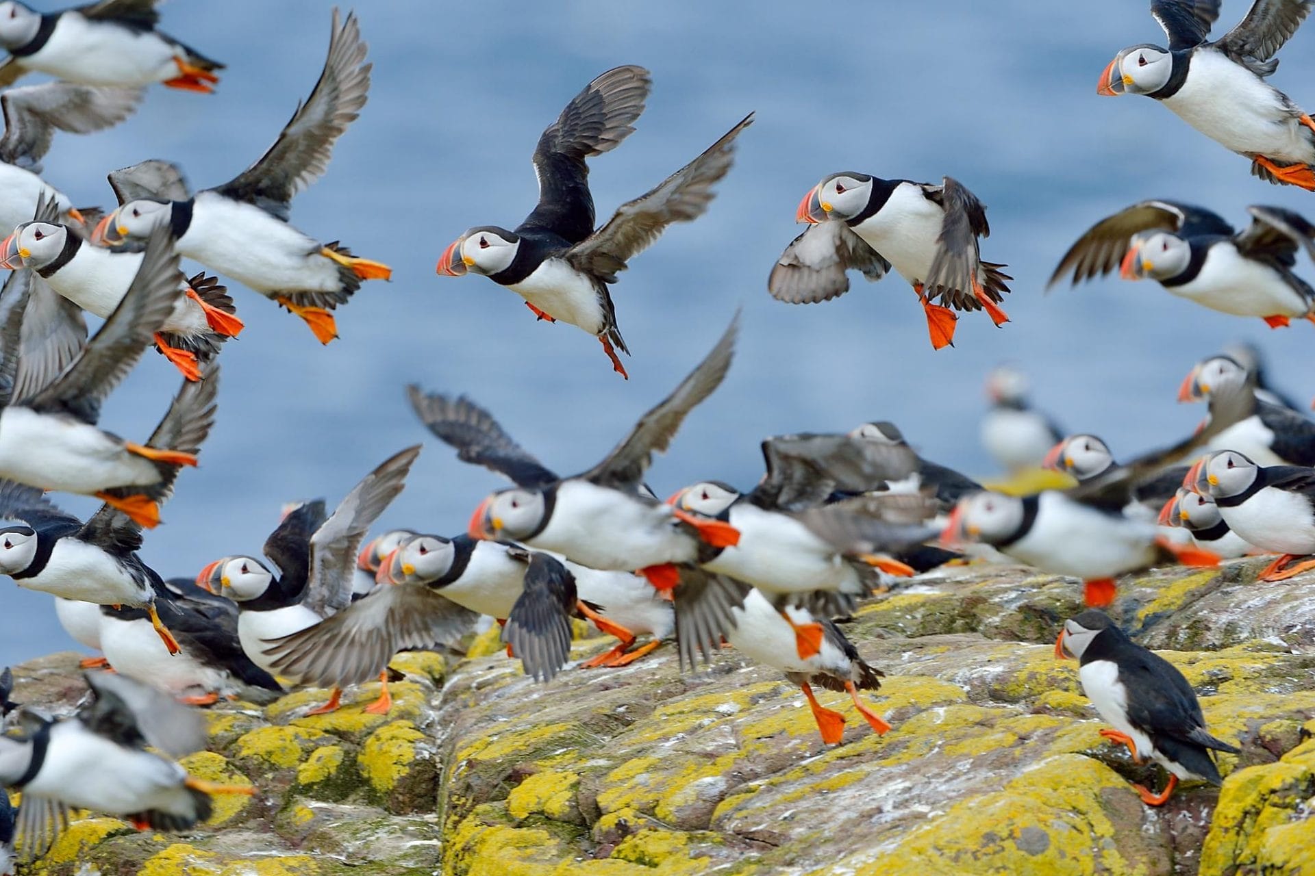 Puffins in flight