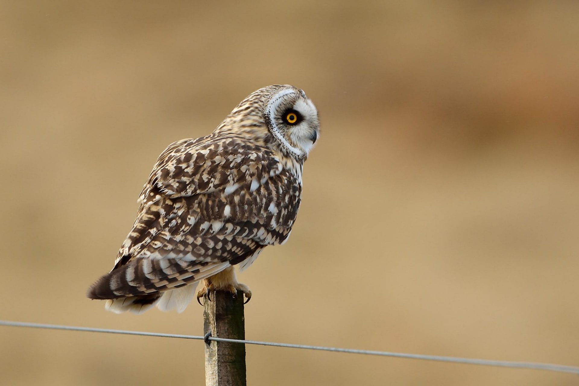 Short-eared owl