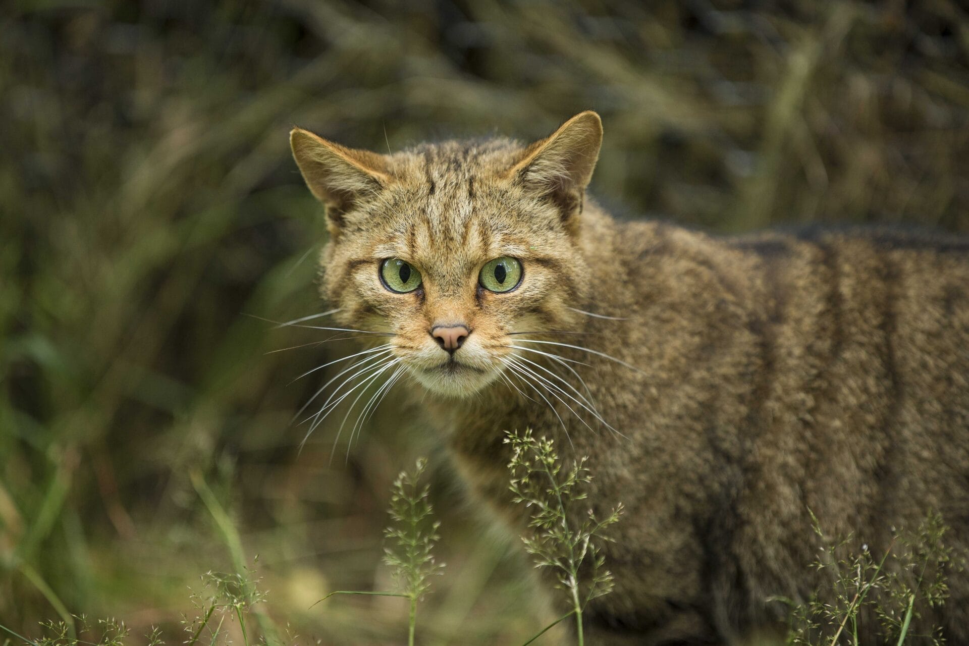 Scottish Wildcat © John Paul - Aigas Field Centre