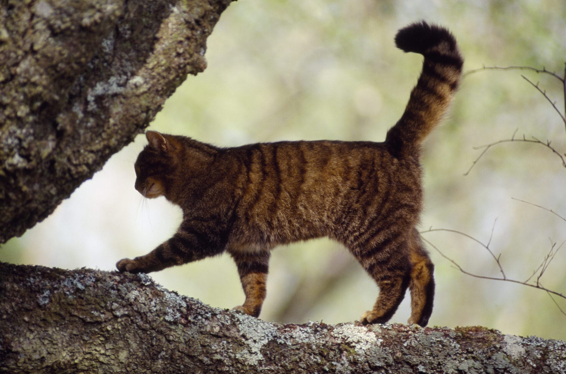 scottishwildcat48b - Aigas Field Centre