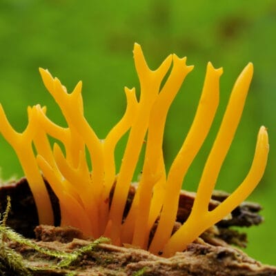 Yellow antler fungi