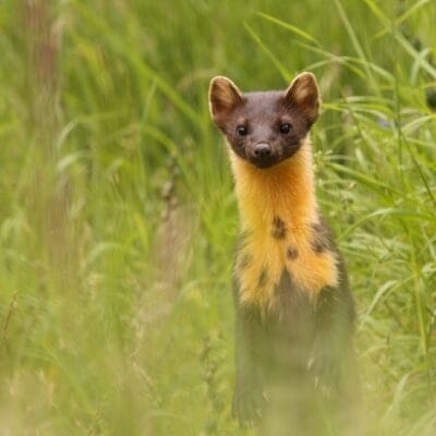 PineMarten