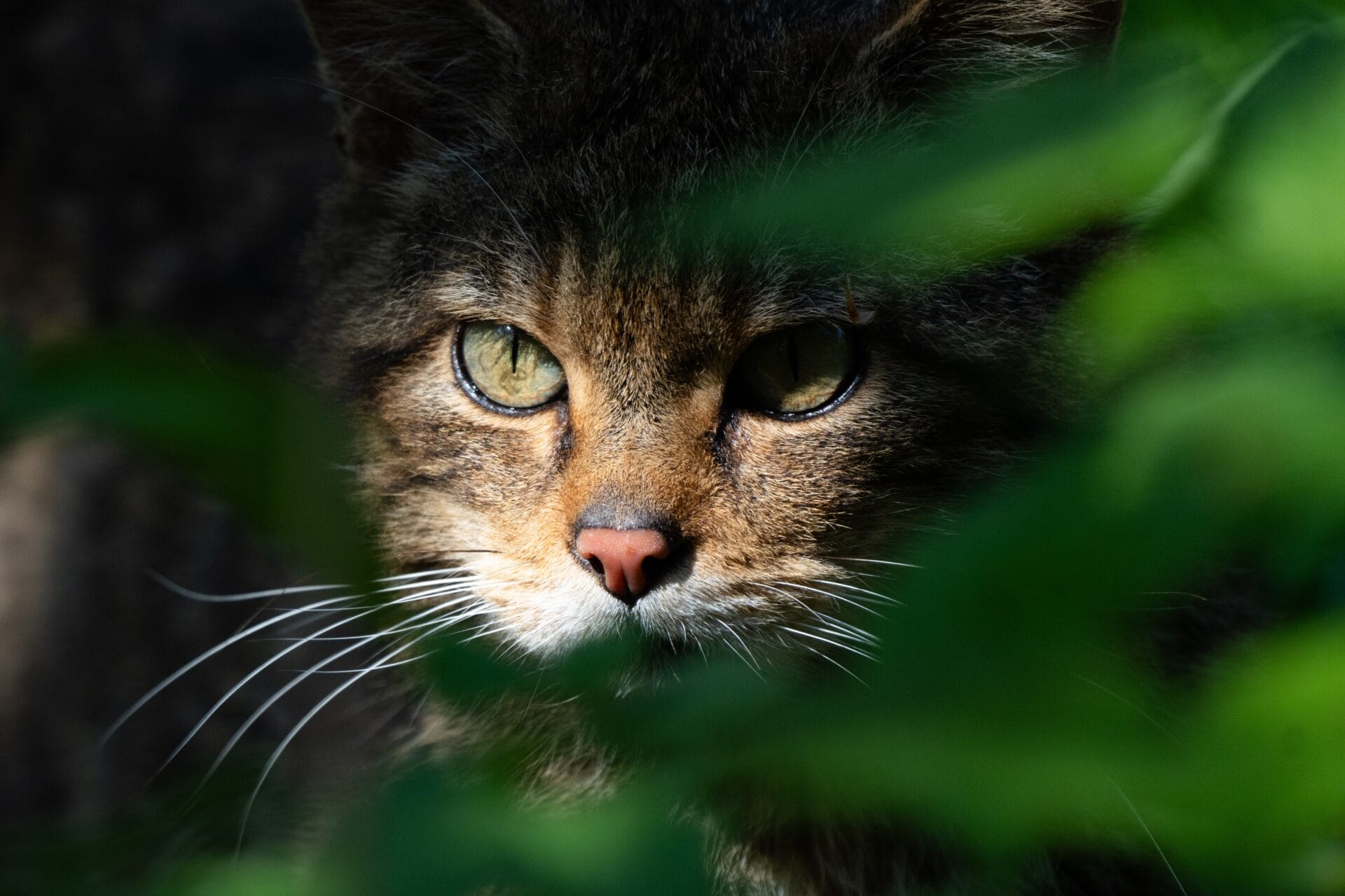 Wildcat Fergus