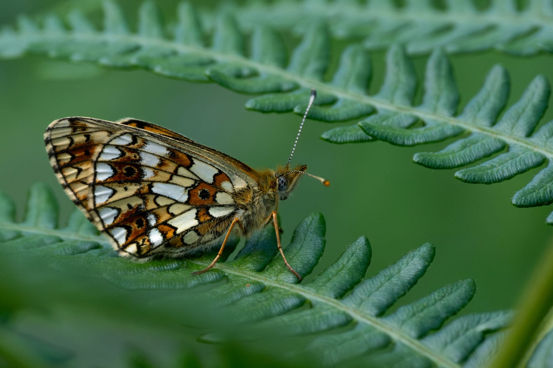 Small Pearl Bordered Fritillary