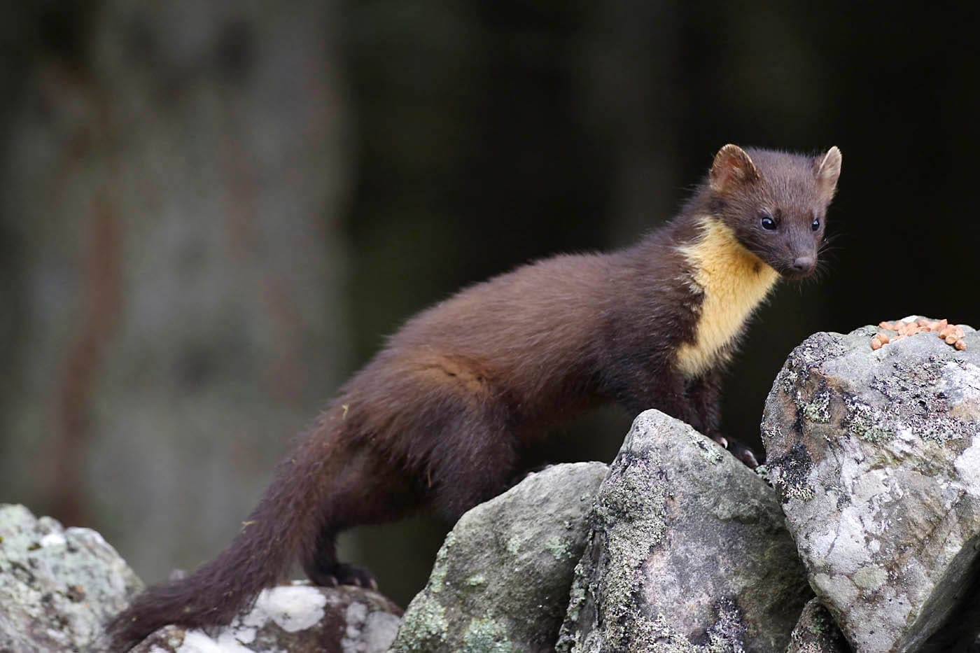 Pine marten