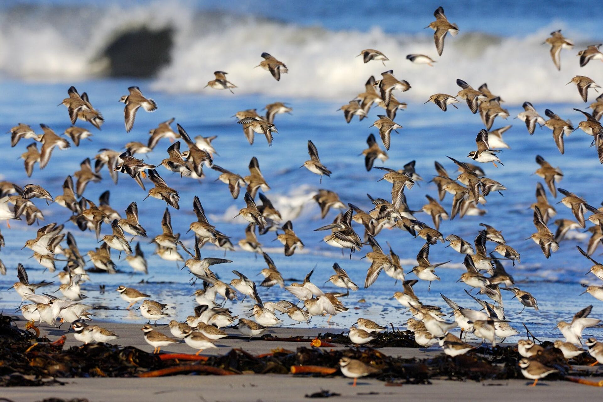 Waders