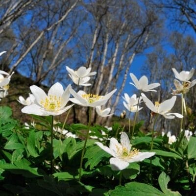 Wood anemone